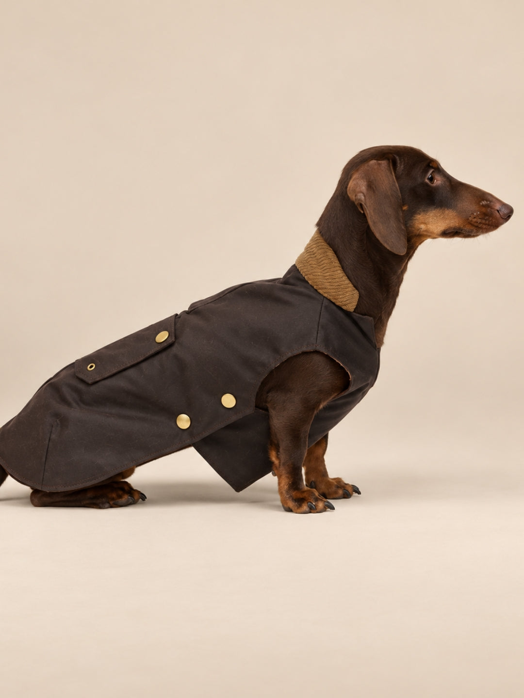 Barbour para perros