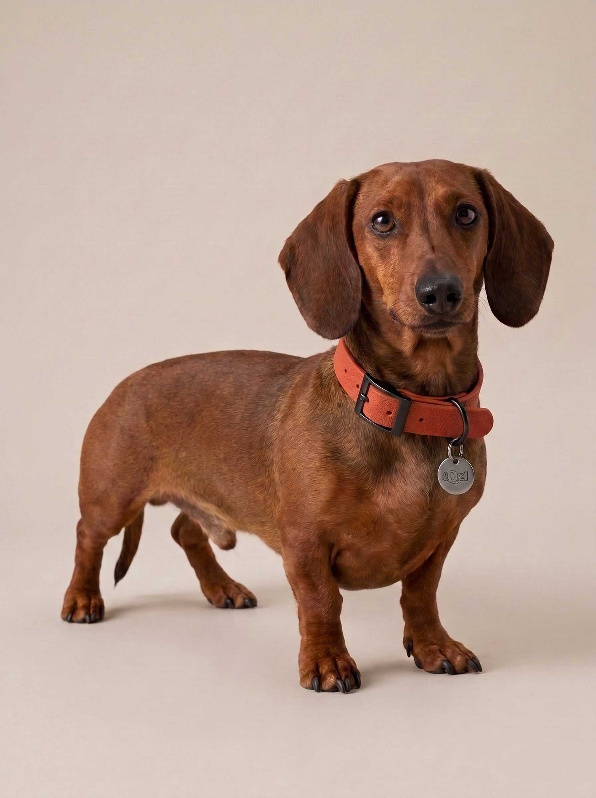 Collar para perros impermeable Apricot