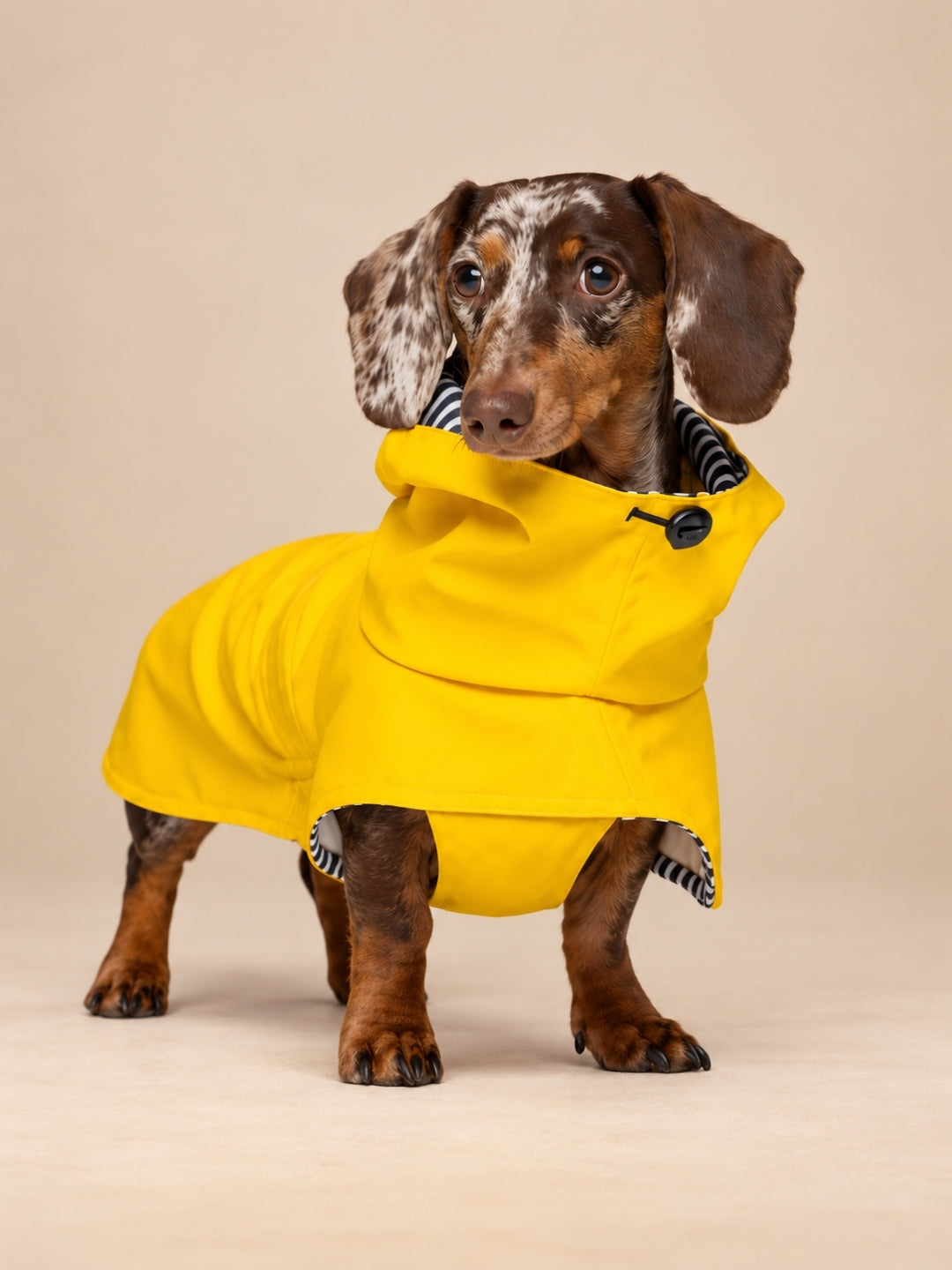 chubasquero para perros