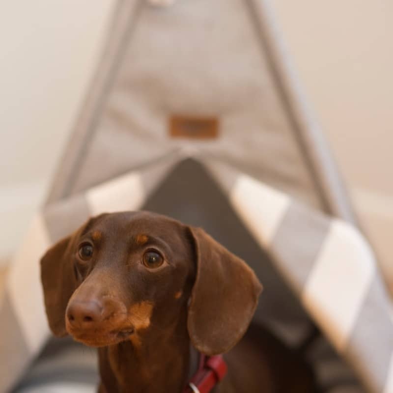 Tipi Grey para perros