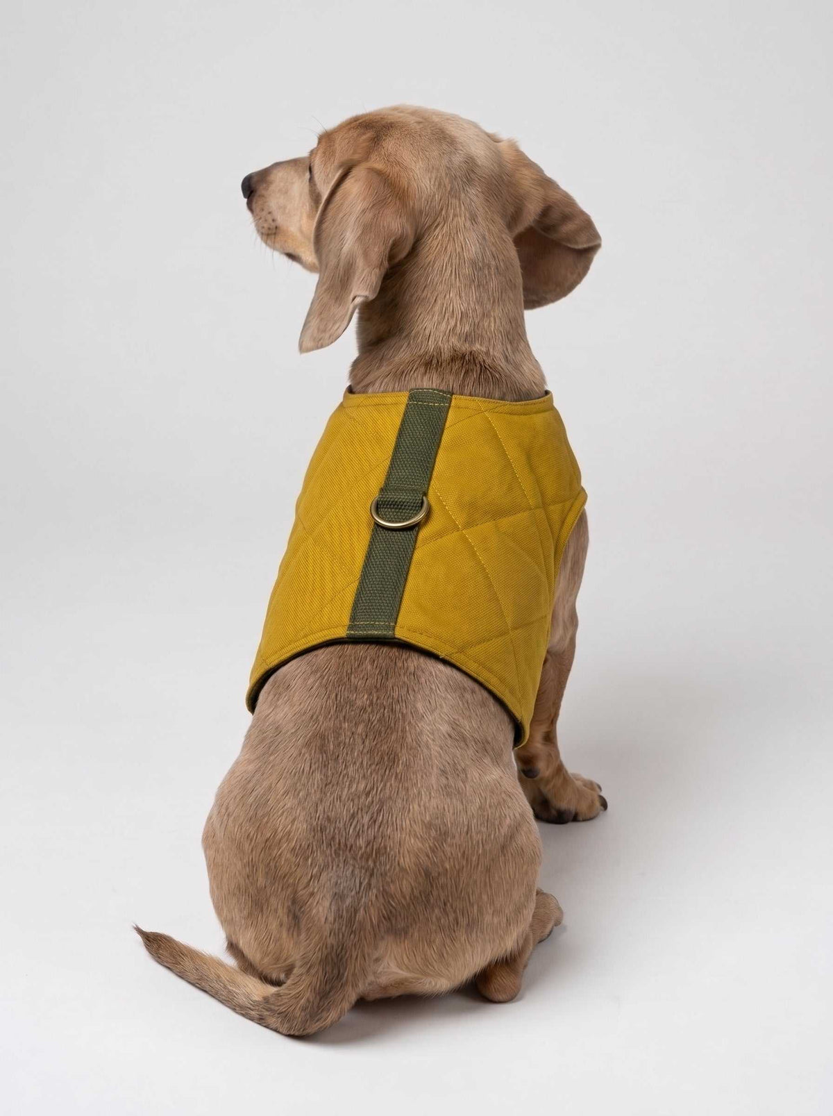 Arnés acolchado Mustard