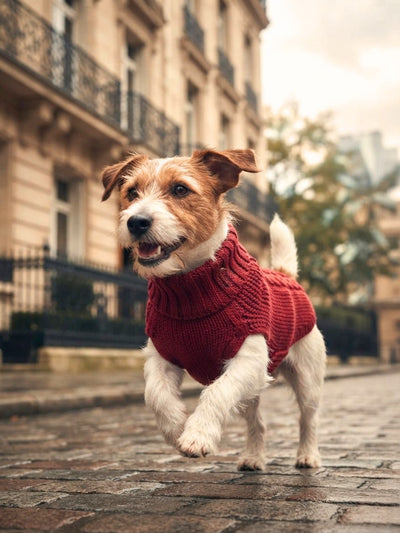 Jersey de merino James Burgundy
