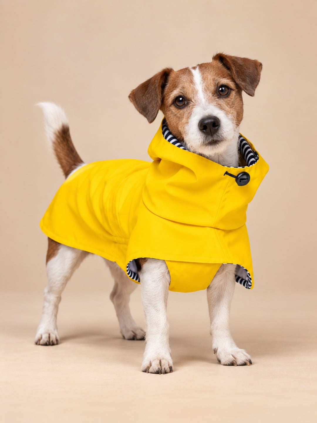 chubasquero para perros