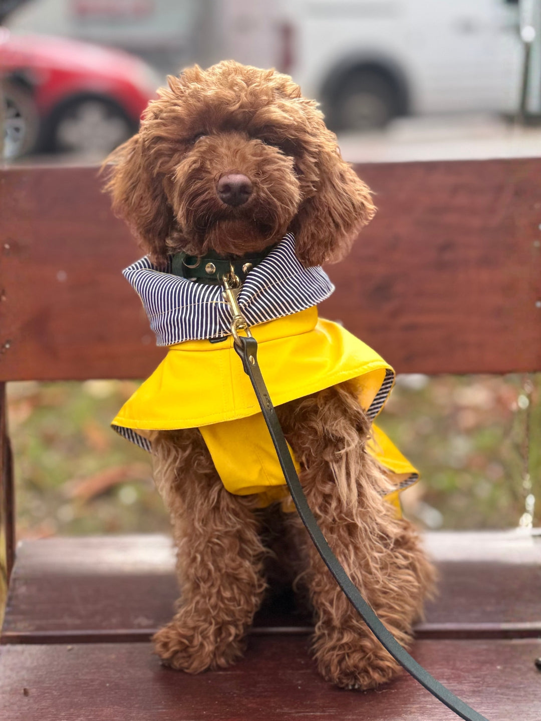 chubasquero para perros